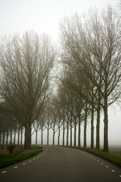 Asphalt road curves between rows of bare trees on a foggy day in a quiet countryside
