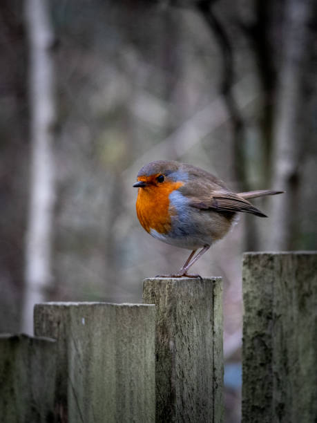 istock Robin Red Breast, Alverstone Mead Nature Reserve 2194611032
