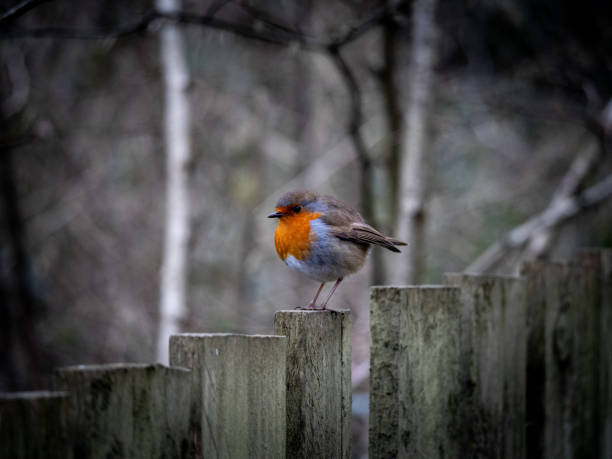 Fluffy robin in sunshine and snow