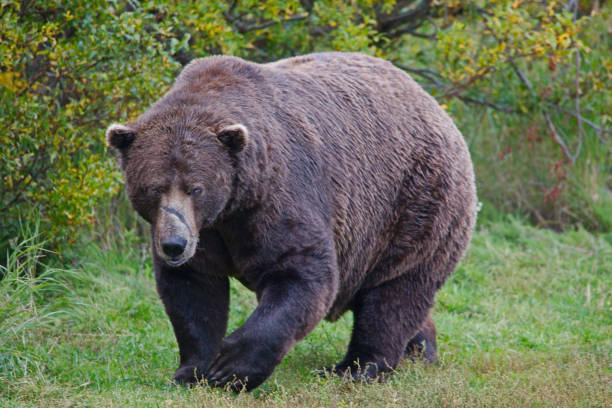 The beast of the Brooks River, Bear 32 Chunk