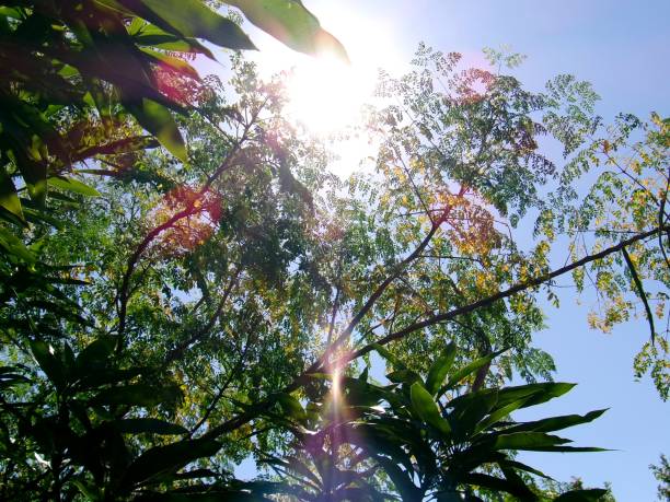 istock Forestry and Brilliant Sunray Images 2194613393
