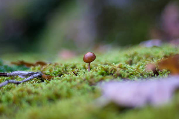 istock Galerina marginata small deadly poisonous mushroom growing in moss horizontally 2194614126