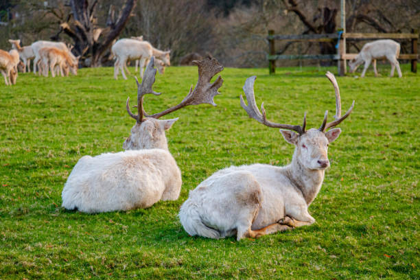 istock Two deer resting on the green grass in the park 2194614464