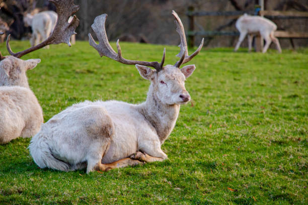 A magnificent white deer lies on the grass