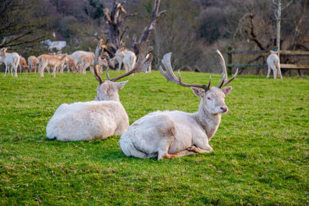 istock Two magnificent white deer lies on the grass 2194614570