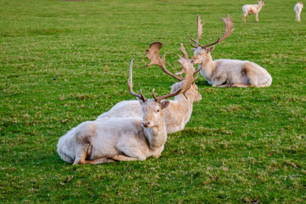 istock Three white deer rest in a row one after another in a park 2194614647