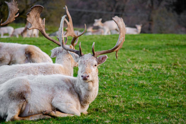 istock A white deer looks at the camera while lying on the green grass 2194614696