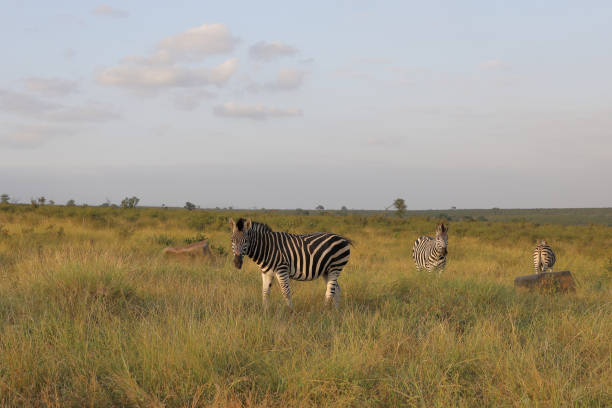 istock Steppenzebra / Burchell's zebra / Equus quagga burchellii 2194617179