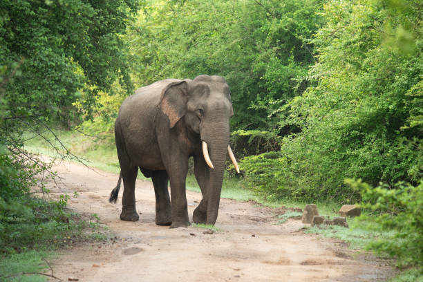 istock Elephant in Yala National Park, Sri Lanka 2194617848