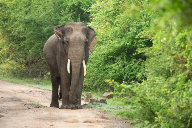 istock A gigantic Elephant in Yala National Park, Sri Lanka 2194617880