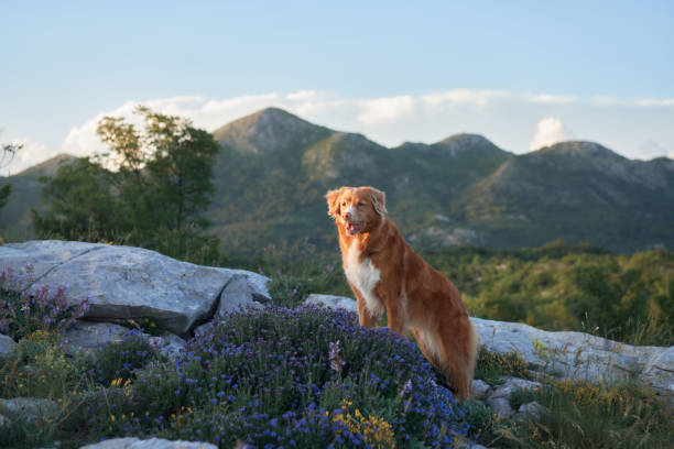 istock Nova Scotia Duck Tolling Retriever sitting on a rocky hill 2194617913