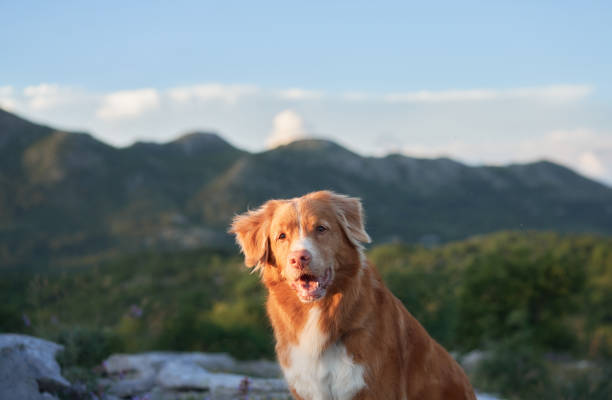 istock Nova Scotia Duck Tolling Retriever sitting amid nature 2194617917