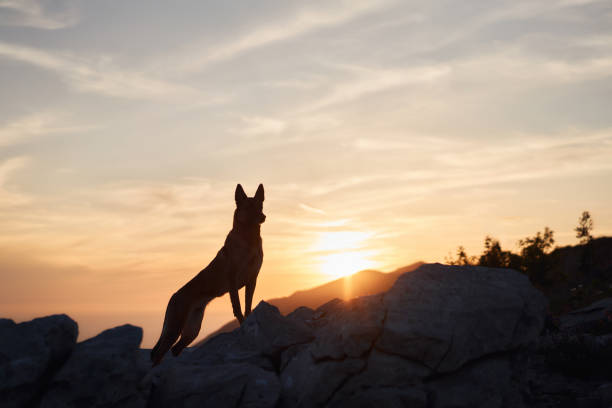 istock Malinois silhouette at sunrise 2194617973