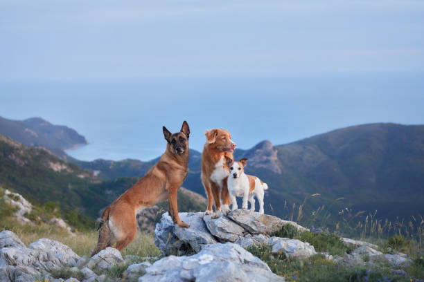 istock Dogs resting on rocky terrain 2194617981