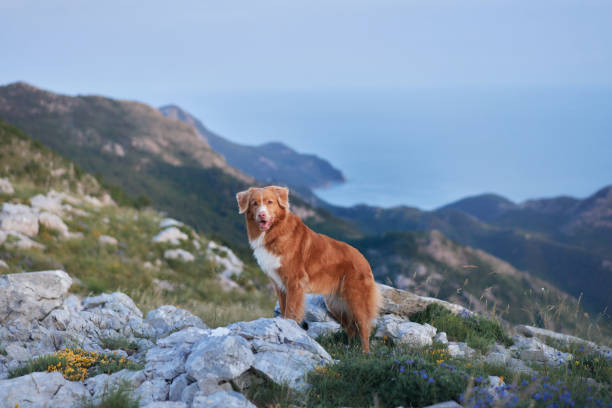 istock Retriever admiring the horizon 2194617983