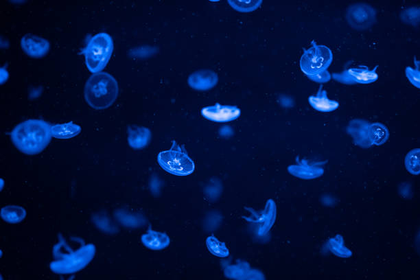 istock Jellyfish floating gracefully in a dark aquarium, illuminated by soft blue lights at night 2194618484