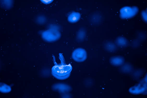 istock A glowing jellyfish swimming gracefully in a dark ocean environment at night 2194618488