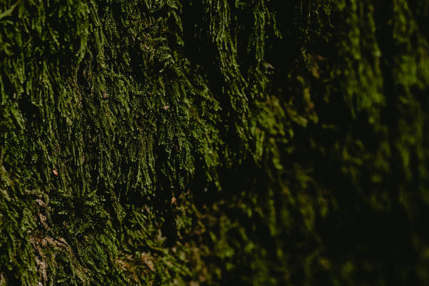 istock Close-up view of textured green moss growing on a tree trunk in a lush forest during daylight hours 2194618545