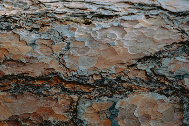 istock Close-up view of textured bark on a tree showcasing intricate patterns and natural colors in a forest setting 2194618560