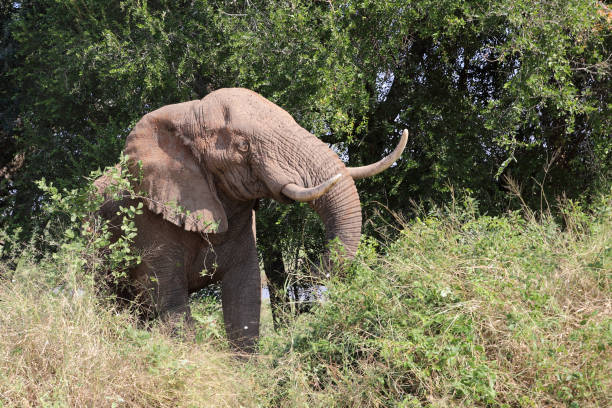 istock Afrikanischer Elefant / African elephant / Loxodonta africana 2194618739