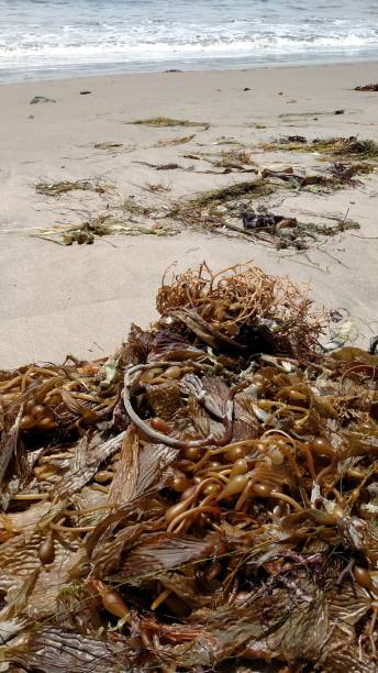 istock Mound of giant kelp, marine algae 2194618861