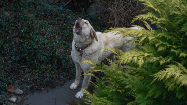 istock A loyal Anatolian Shepherd enjoys a sunny day in a private yard, showcasing its protective nature while being walked. This majestic dog thrives in a loving home environment. 2194618892