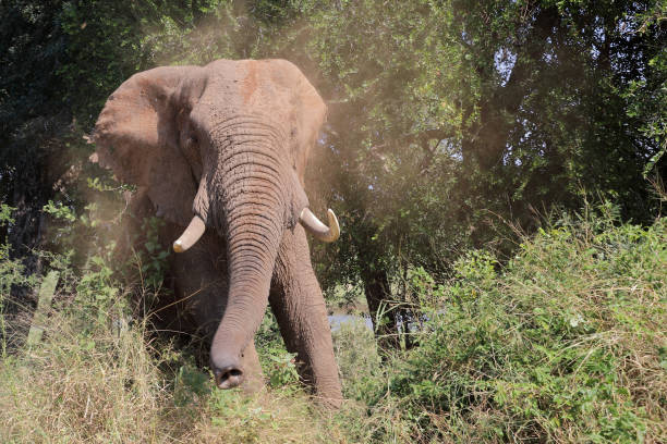 istock Afrikanischer Elefant / African elephant / Loxodonta africana 2194619389