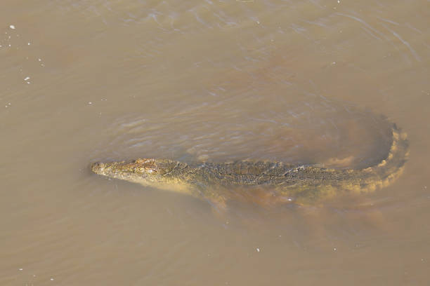 istock Nilkrokodil / Nile crocodile / Crocodylus niloticus 2194620715