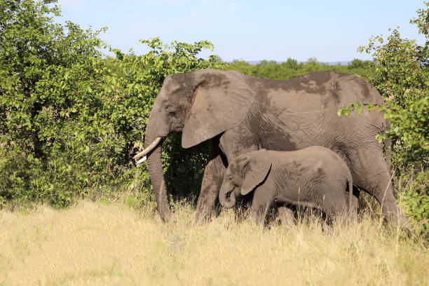 istock Afrikanischer Elefant / African elephant / Loxodonta africana 2194620772