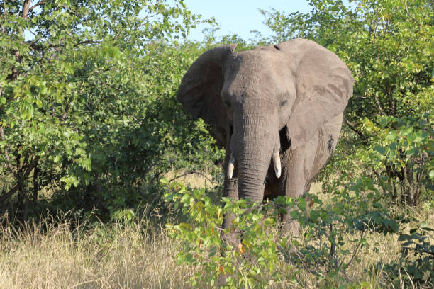 istock Afrikanischer Elefant / African elephant / Loxodonta africana 2194620816