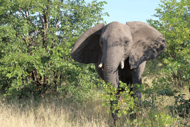 istock Afrikanischer Elefant / African elephant / Loxodonta africana 2194620841