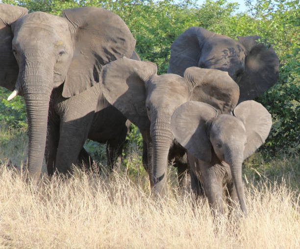 istock Afrikanischer Elefant / African elephant / Loxodonta africana 2194620844
