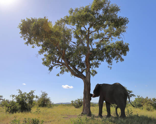 istock Afrikanischer Elefant / African elephant / Loxodonta africana 2194621791