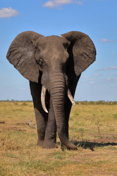 istock Afrikanischer Elefant / African elephant / Loxodonta africana 2194622367