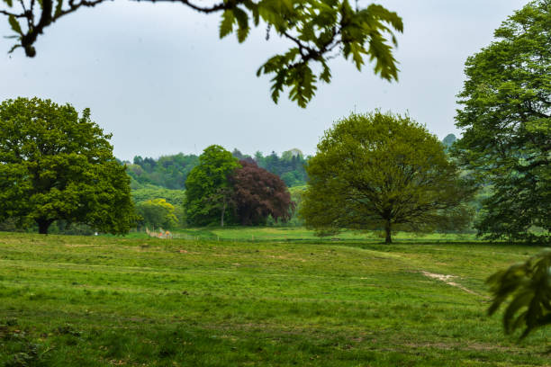 istock Lush Green Landscape Scene with Trees on Hampstead Heath, London 2194623308