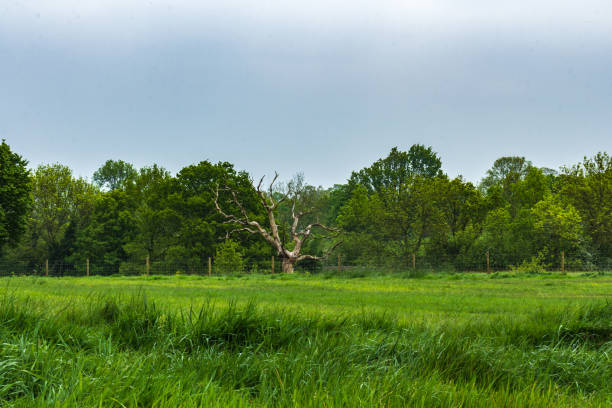 Old crooked birch tree on summer meadow. Village on the background