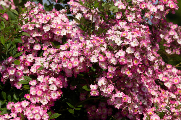 istock Rose Shrub Rose 