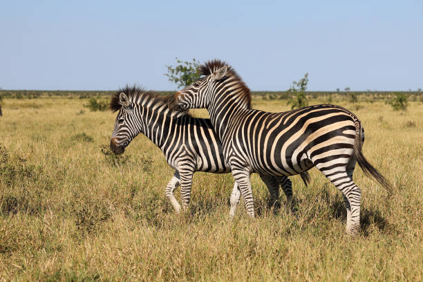 istock Steppenzebra / Burchell's zebra / Equus quagga burchellii 2194623981