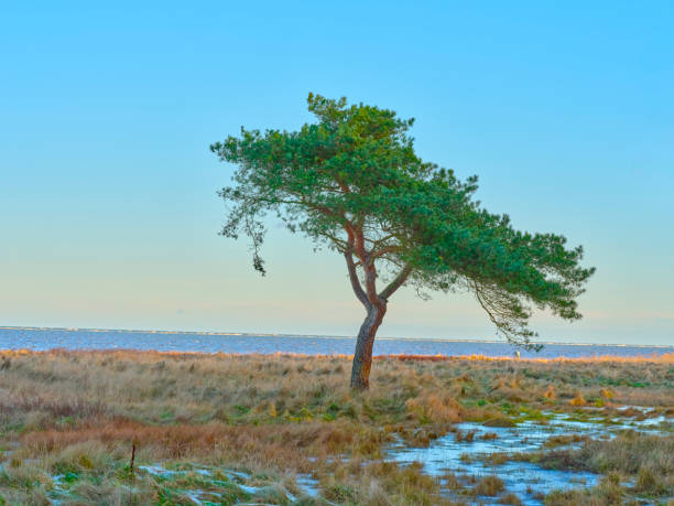 A lone pine tree stands against a backdrop of open marshland on the coast, with a serene clear sky overhead. Photo taken in Jutland, Denmark. Photo taken with a Medium Format camera and MF lens.