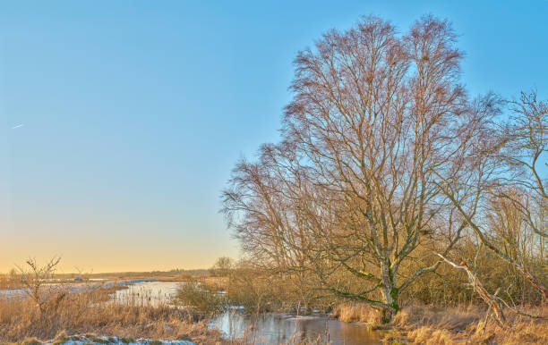 A peaceful winter landscape featuring a bare tree overlooking a calm waterway, bathed in the golden light of the setting sun. Captured in Jutland, Denmark. Photo taken with a Medium Format camera and MF lens.