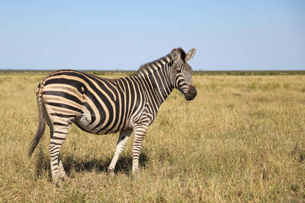 istock Steppenzebra / Burchell's zebra / Equus quagga burchellii 2194624116