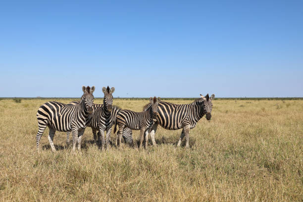 istock Steppenzebra / Burchell's zebra / Equus quagga burchellii 2194624121