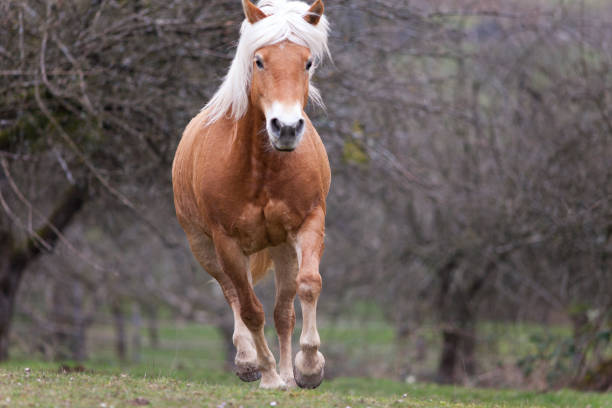 istock Haflinger horse in gallop frontal portrait 2194624122