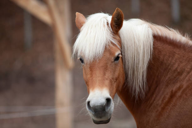 istock Haflinger horse in gallop frontal portrait 2194624134