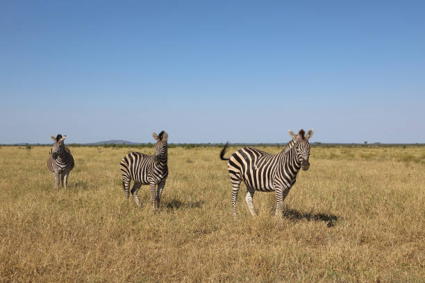 istock Steppenzebra / Burchell's zebra / Equus quagga burchellii 2194624141