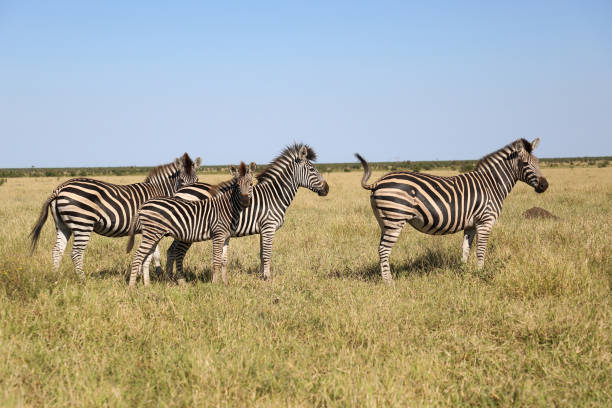istock Steppenzebra / Burchell's zebra / Equus quagga burchellii 2194624188