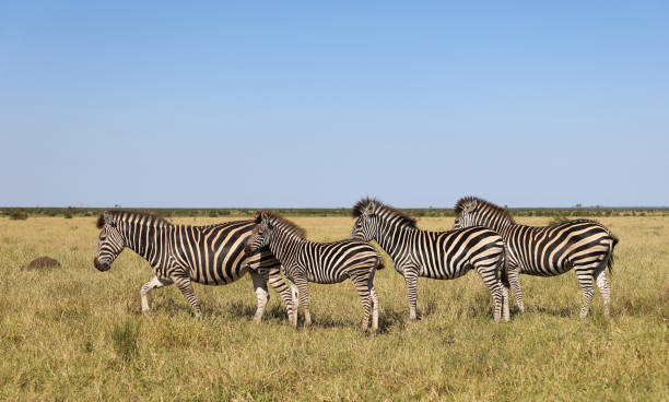 istock Steppenzebra / Burchell's zebra / Equus quagga burchellii 2194624194
