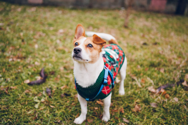 istock A playful happy jack russell terrier dog playing in the grass 2194624331