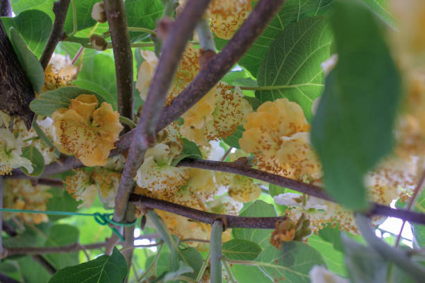 istock kiwi blossoms dance gracefully in the breeze 2194624432