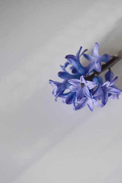 Delicate blue flowers display their vivid color with soft petals, set against a neutral light background, showcasing natural beauty and elegance.